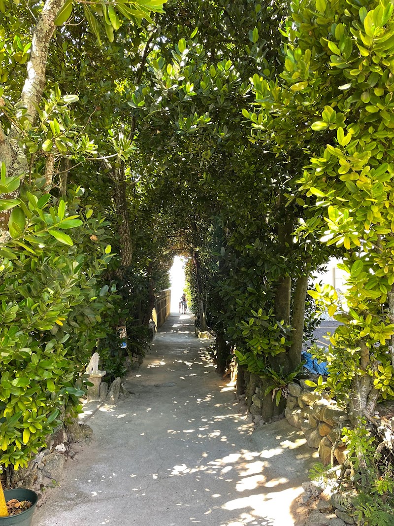 備瀨福木林道